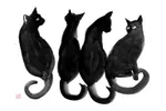 4 black cats
