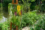 Sunflower at the pond