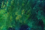 Animated Nature No.1