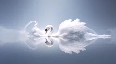 Transcendent Beauty. The Swan of Light and Shadow