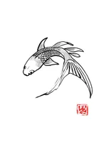 carp koi