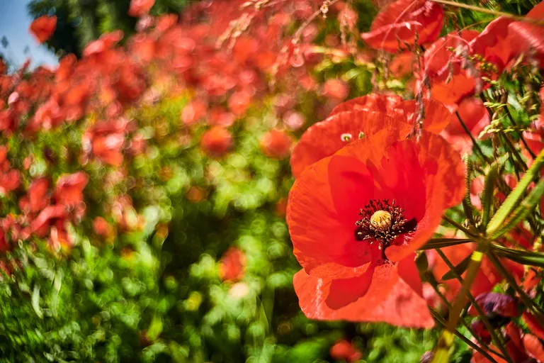 Roter-Mohn_1