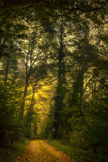 Idyllic forest path in the morning