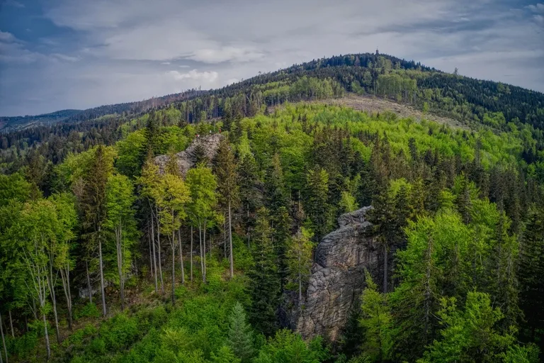 In the Forest