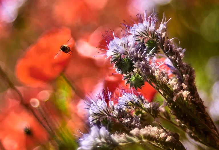 Roter-Mohn_2