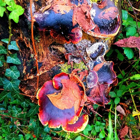 Pilze am Baum - Popgarten