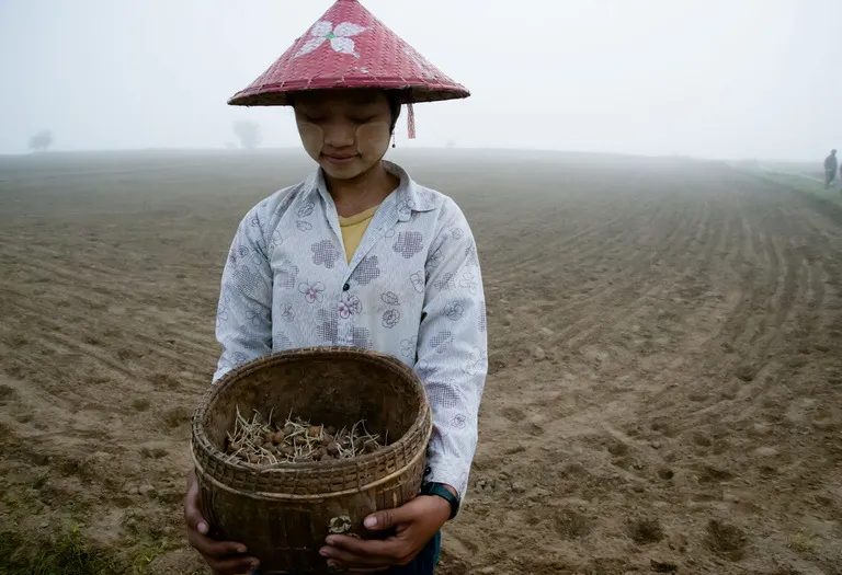 Burma/Myanmar – Chindwin, Erdnussaussaat bei Mynthia