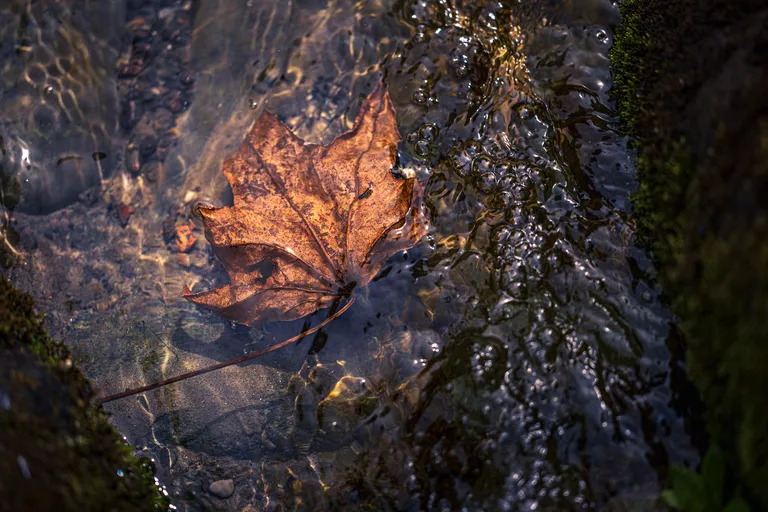 A fallen leaf