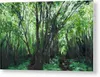 GALLERY PRINT