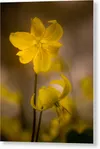 GALLERY PRINT