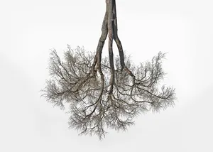 Being 47°57'28.578" N 11°4'32.61" E (Tree Crowns 18)