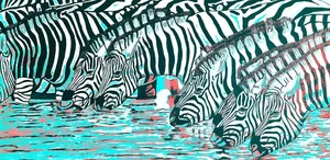 Zebras am Wasser