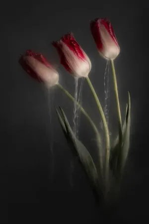 FlowerPower-Tulips from the Netherlands