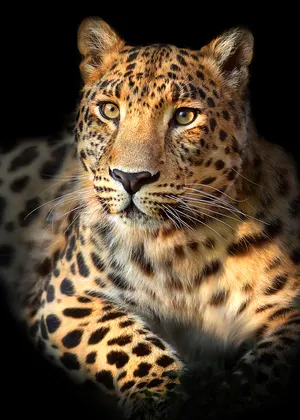 Leopard