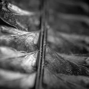 Close-up of a leaf in black and white