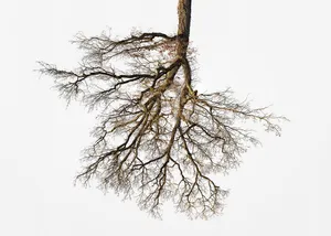 Being 48°5'48.5287" N 11°4'55.773" E (Tree Crowns 29)