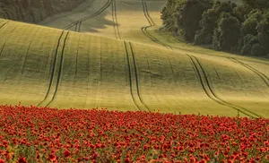 Downland Poppies
