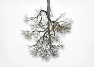 Being 48°2'36.582" N 10°57'39.21" E (Tree Crowns 17)