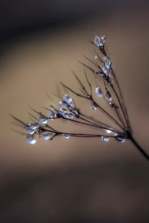 Water droplets