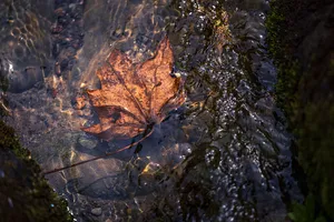 A fallen leaf