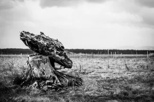 Der Baum im grünen