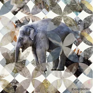 elefante