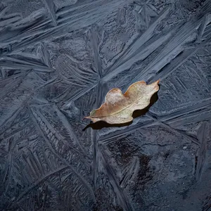 Leaf on Ice