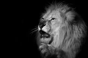 King Lion b&w