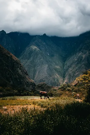 El Toro del inca