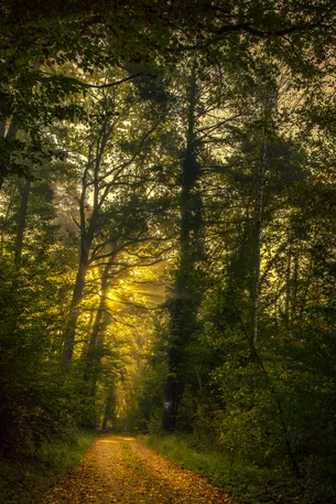 Idyllic forest path in the morning