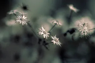 Melancholic blossoms in sepia tones