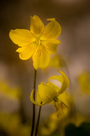 Two yellow blossoms with an exciting play of light