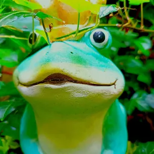 Frosch im Garten - Popgarten