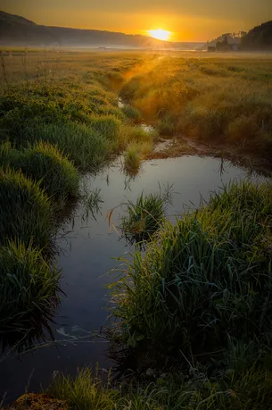 Quiet meadow in the morning