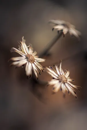 Dried flowers with fine details